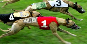 Собачьи бега1