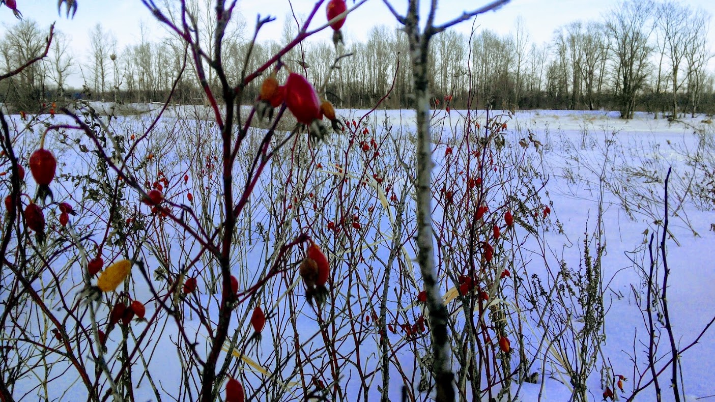 HƏBİB İTBURNU.jpg