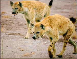 hyaenas (1)
